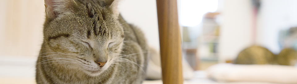 「ねここち」がおこなう事業&サービス